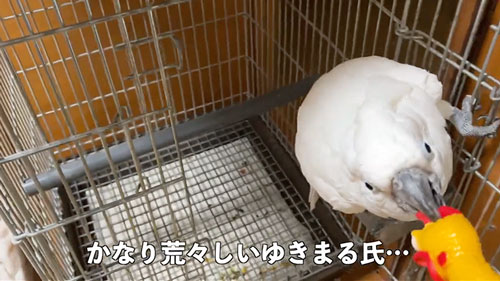 びっくりチキンにヤキを入れるオウム