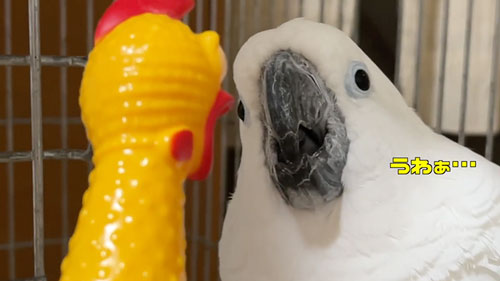 びっくりチキンにヤキを入れるオウム