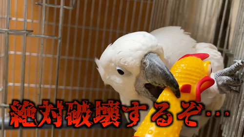 びっくりチキンにヤキを入れるオウム