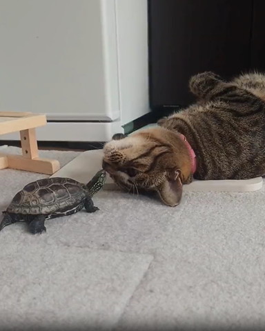 仰向け猫とカメ