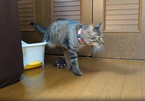 ぶれてる猫の横顔