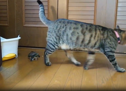 猫を後ろからおいかけるカメ