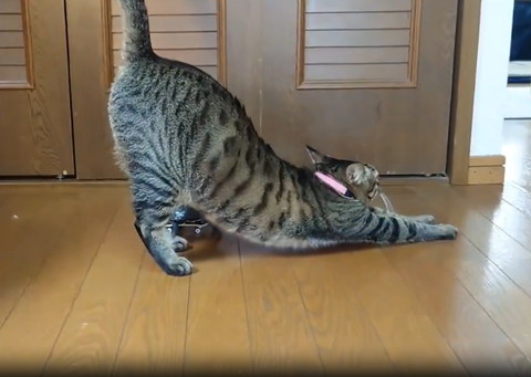 ストレッチしてる猫