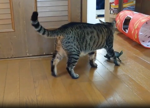 猫の前に止まる亀