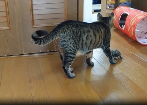 猫と向かい合うカメ