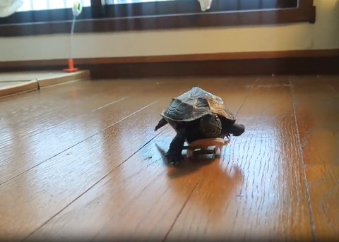 スケボーの乗る亀正面