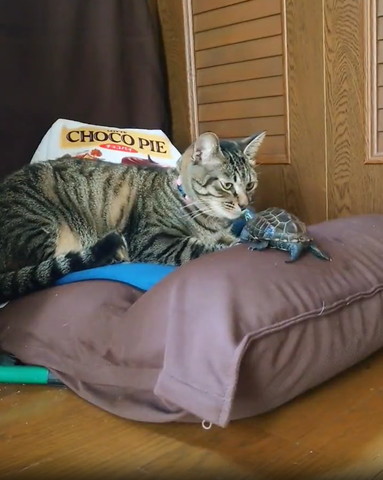 座椅子の上に猫とカメ