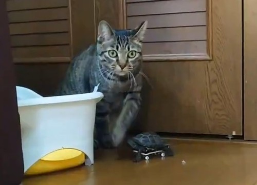 猫とクサガメ