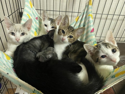 ハンモックにいる子猫たち