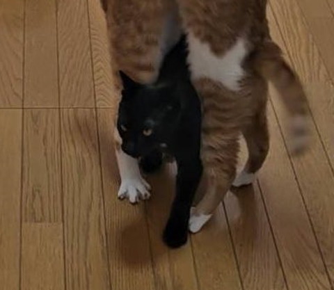 黒猫トリミング