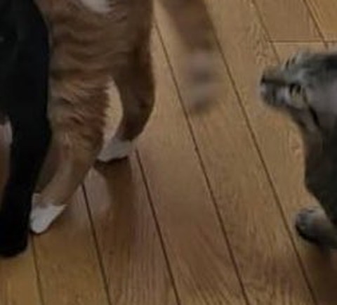 キジトラちゃんトリミング