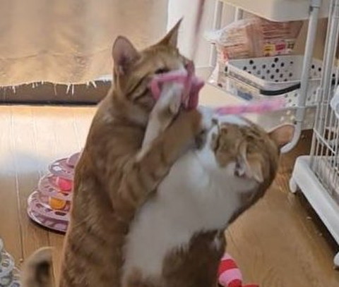 遊んでる2匹トリミング