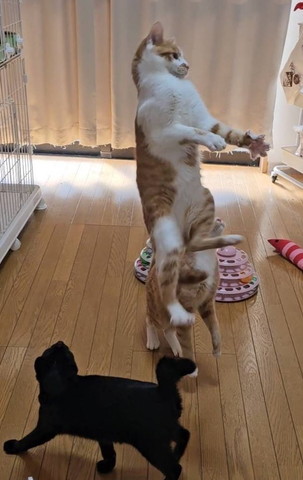 ジャンプする猫