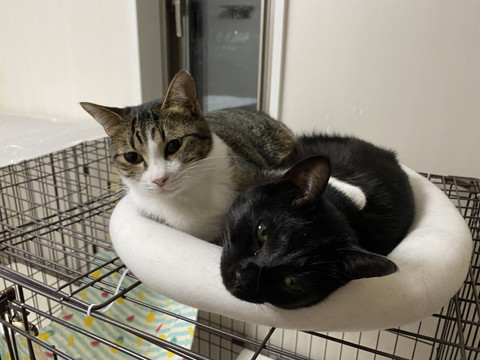 ケージ上のベッド寝る2匹