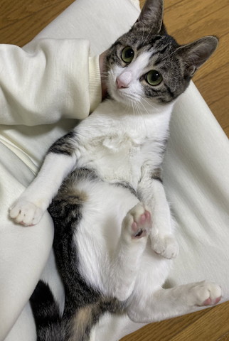 ひざの上にいる猫