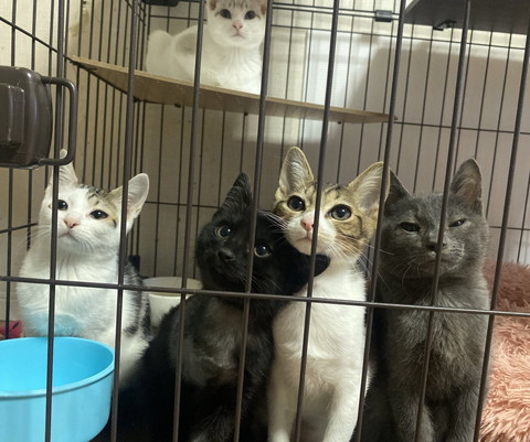 ケージに子猫たち
