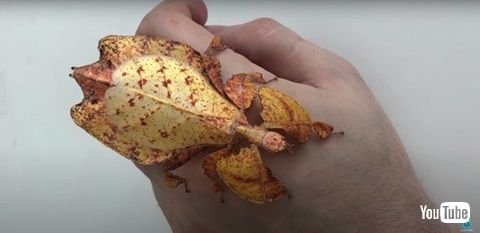 オオコノハムシ