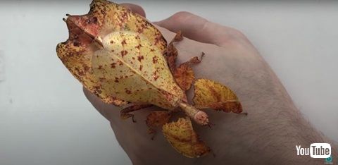 オオコノハムシ