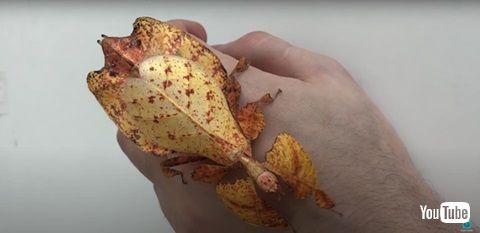 オオコノハムシ