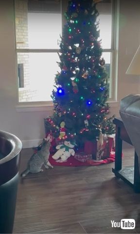 グリンチを盗む猫