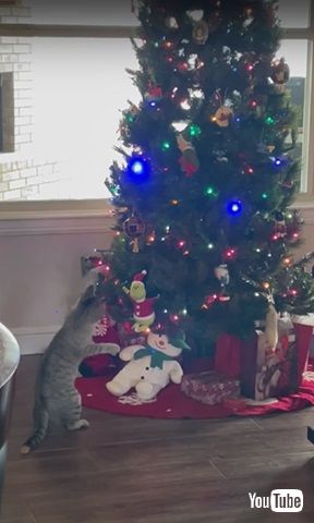 グリンチを盗む猫