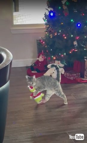 グリンチを盗む猫