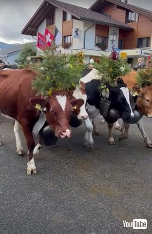 カウパレード　Cow Bella Jan Heaton カウパレード Cow Bella Jan Heaton Cow Parade【カウパレード