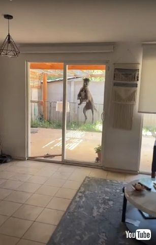 飛び跳ねるワンコ