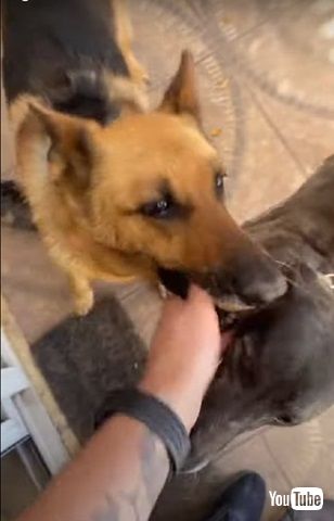 飛び跳ねるワンコ