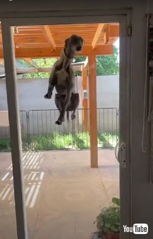 飛び跳ねるワンコ