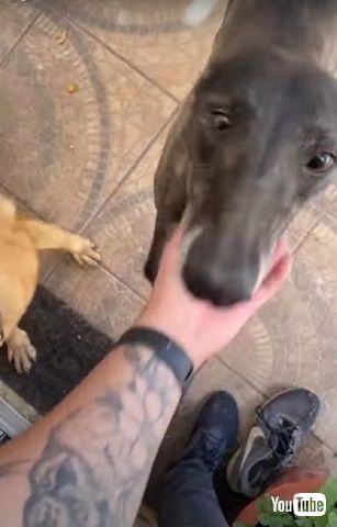 飛び跳ねるワンコ