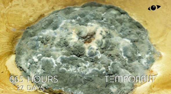 ドーナツ　カビ　タイムラプス