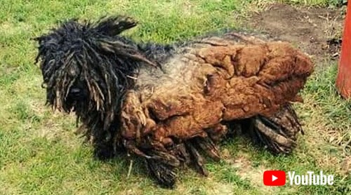 ボサボサのワンコ