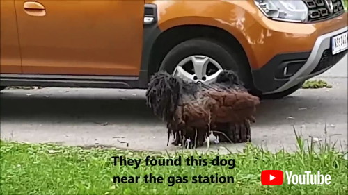 ボサボサのワンコ