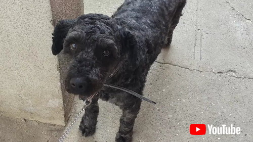 トリミング後のワンコ