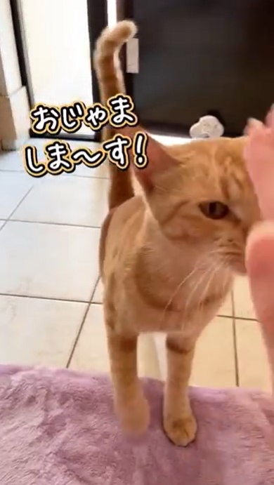 なでてもらう猫