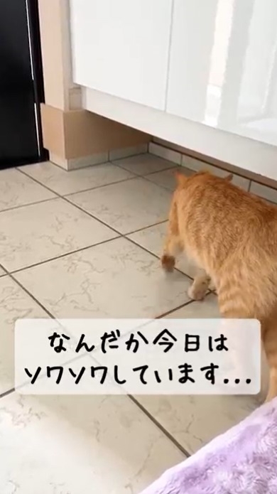 家を散策する猫