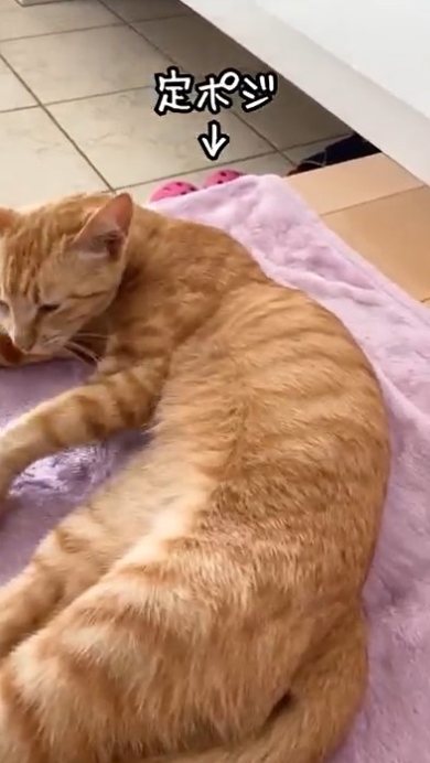 玄関マットの上に座る猫