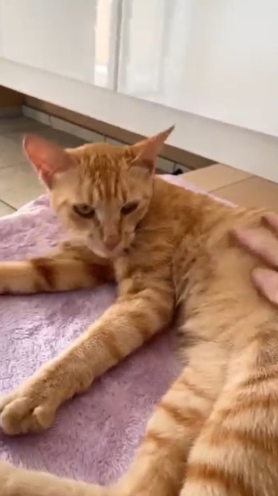 なでてもらう猫