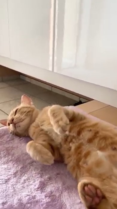 へそ天になる猫