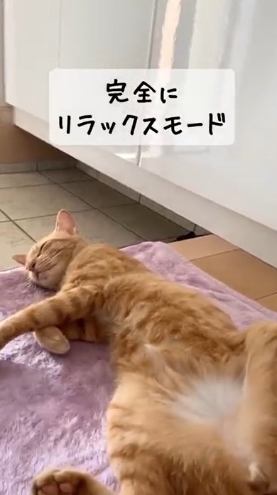 リラックスして寝そべる猫