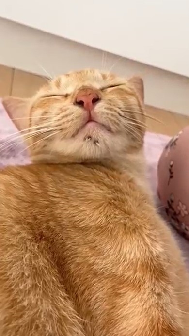 ウトウトする猫