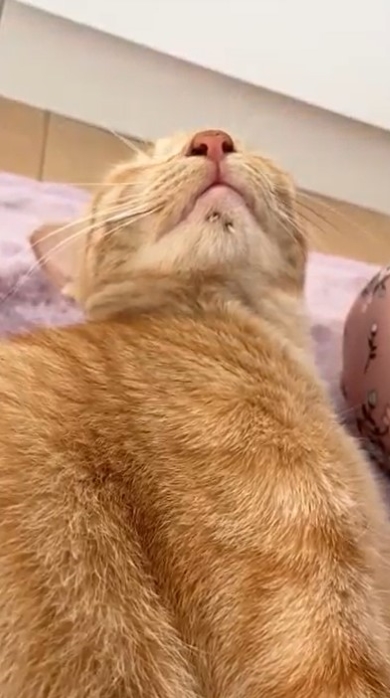 頭が後ろに傾く猫