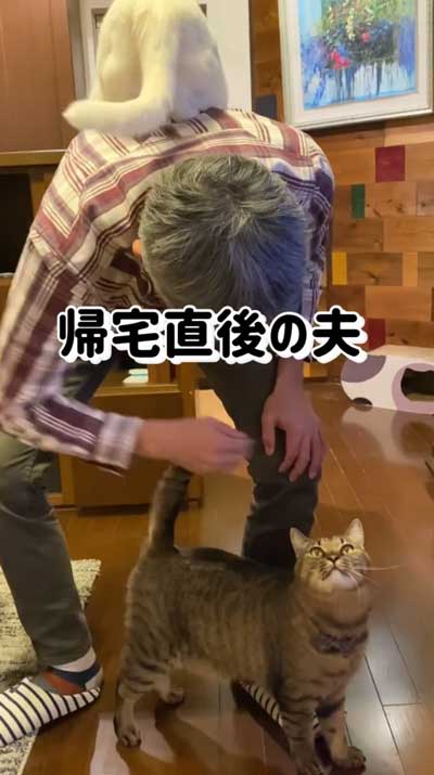 猫が飼い主の背中に乗っている