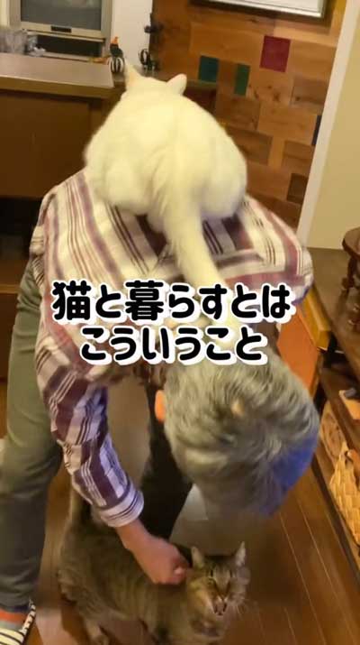 猫が飼い主の背中に乗っている