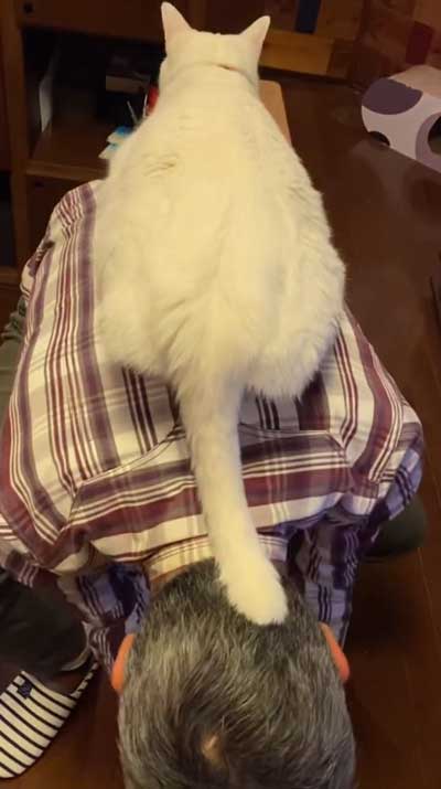 猫が飼い主の背中に乗っている