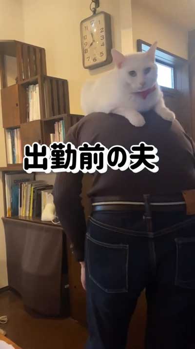 猫が飼い主の背中に乗っている