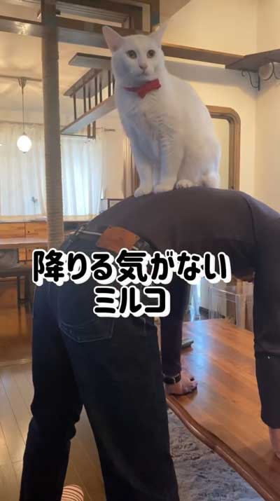 猫が飼い主の背中に乗っている