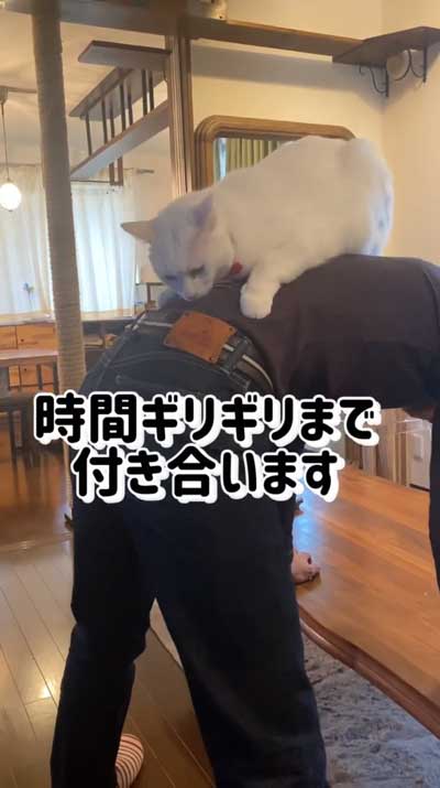 猫が飼い主の背中に乗っている