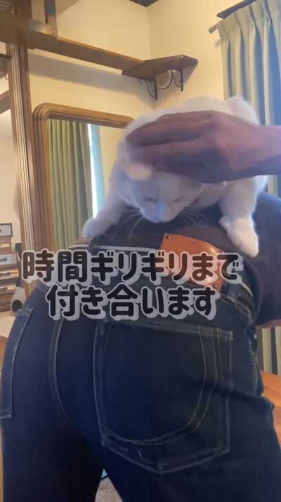 猫が飼い主の背中に乗っている